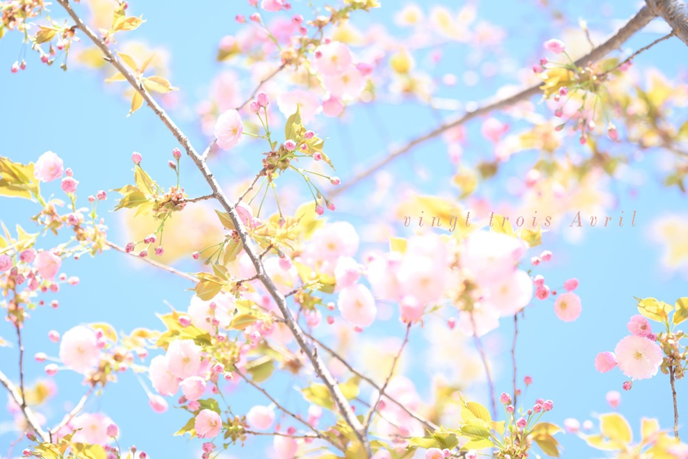 札幌の桜、満開