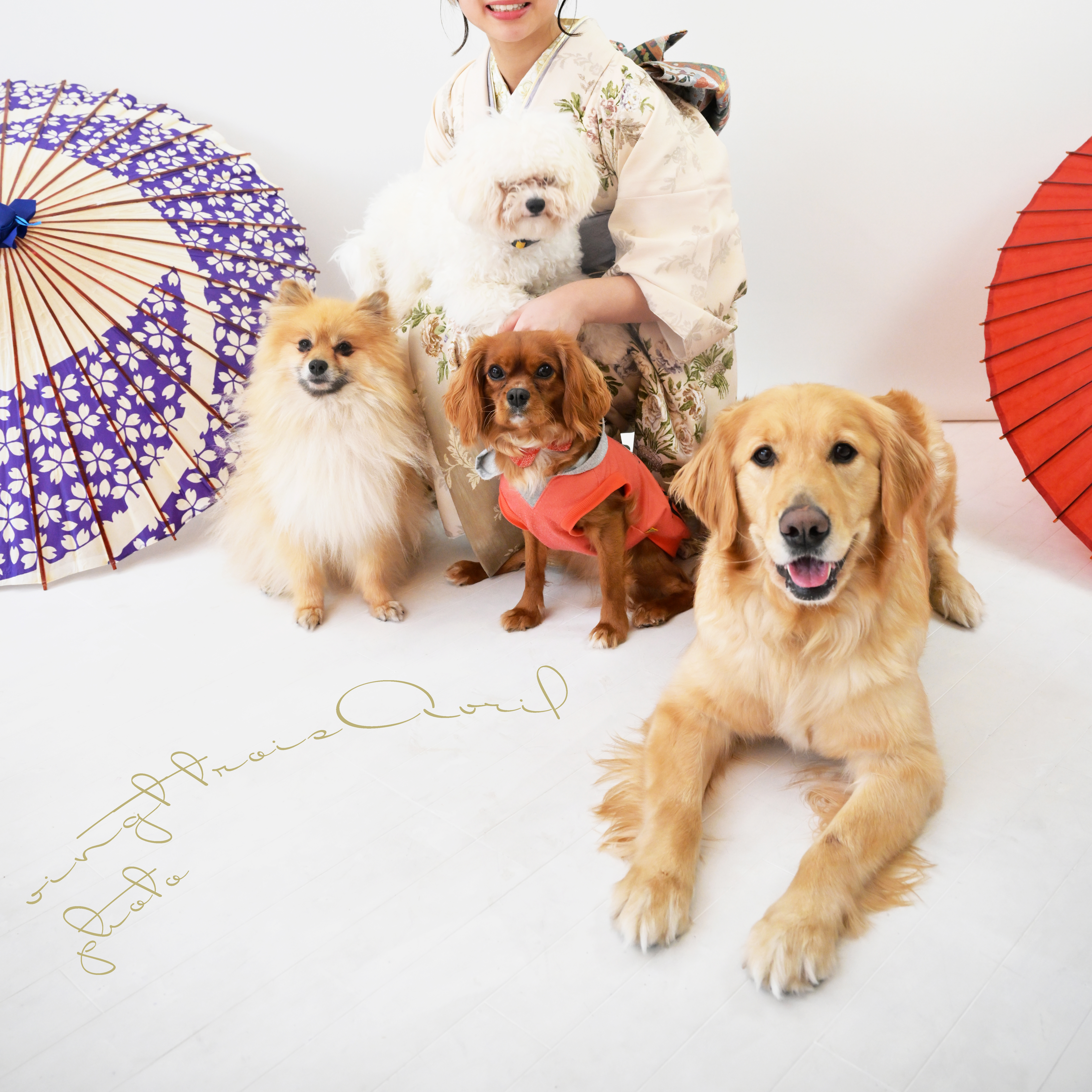 犬たちと一緒に振袖姿で記念撮影（成人式後撮り）